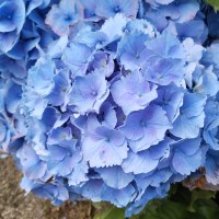 Hortensia flor 31